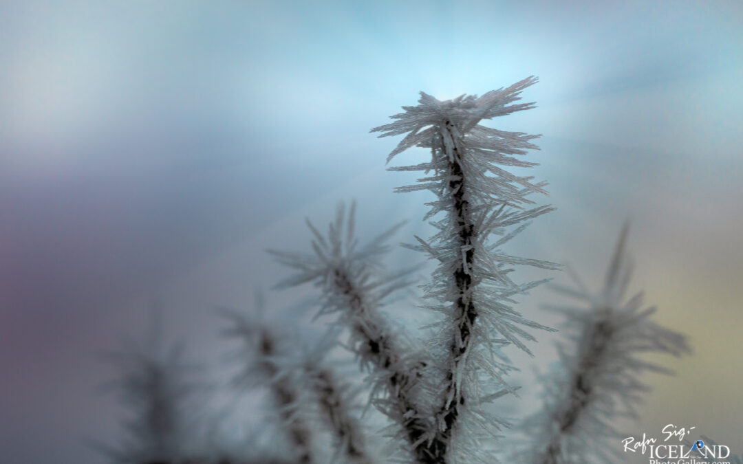 Frozen Icelandic Flora