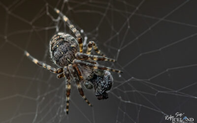 Könguló (Spider) │ Iceland Photo Gallery