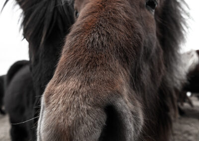 Íslenski Hesturinn (Icelandic horse) │ Iceland Photo Gallery