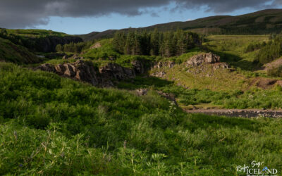 Fallegt gil með lúpínu fremst, svo liðast Fossá um miðja myndina og þar fyrir aftan aru kletta vaxnir háum trjám. Mynd tekin að morgni.