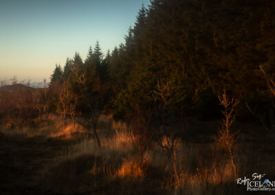 Autumn forest colors