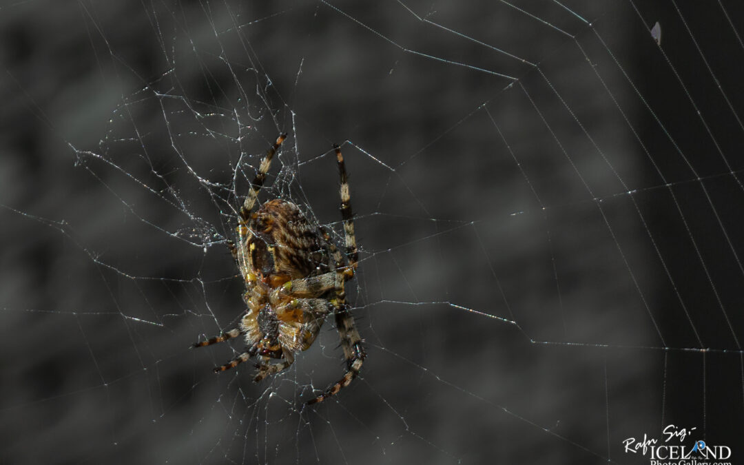 Könguló (Spider) │ Iceland Photo Gallery