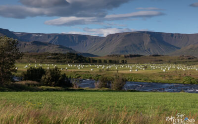 River Laxá í Kjós in a summertime with green grass on both sides and farmer getting his hey ready for the winter.