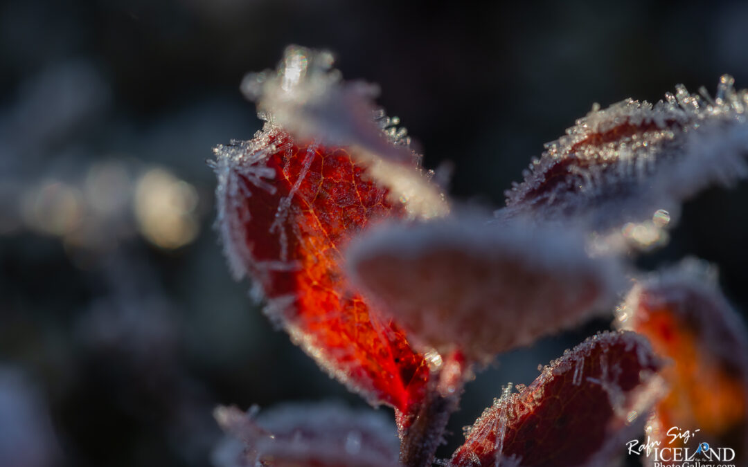 Autumn │ Iceland Photo Gallery