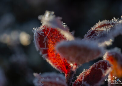 Heiðmörk │ Iceland Photo Gallery