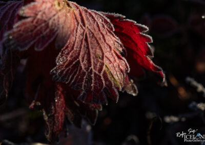 Heiðmörk │ Iceland Photo Gallery