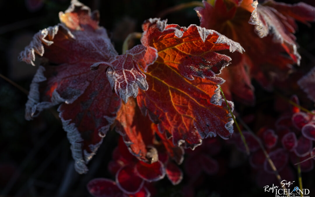 Autumn under our feet