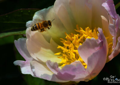 A bee collecting nectar from a flower in the nature, illustrating the essential role of pollinators in ecosystems.