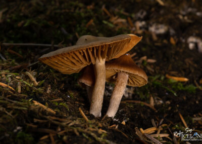 Two mushrooms positioned on the ground, displaying their unique characteristics amidst the surrounding earth.