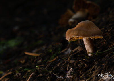 A solitary mushroom emerges from the dark soil, illuminated by faint light in a shadowy environment.