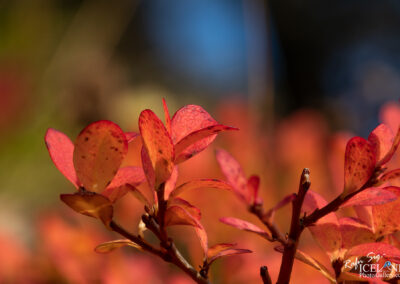 Close-up of vibrant red leaves on a bush, showcasing their rich color and intricate textures against a blurred background.