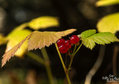 A close-up of red berries on a green leaf, framed by bright yellow leaves, highlighting the colors of fall.