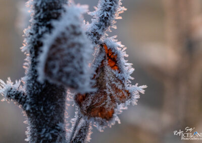 Frost-covered leaves glisten on a branch, illuminated by the soft glow of morning light.