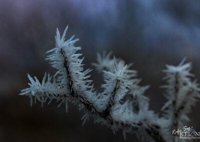 Frost-covered branches glistening in the winter sunlight, showcasing the beauty of a cold, serene landscape.