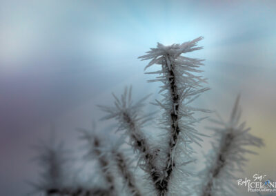 Frost-covered plants emerging from a blanket of snow, showcasing nature's beauty in a winter landscape.