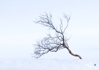 A lone tree is surrounded by pristine snow, capturing the essence of Iceland's peaceful winter environment.