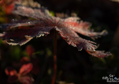 A frosted leaf glistens in the sunlight, showcasing intricate ice crystals and vibrant colors.