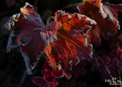 A close-up of frosted leaves on a plant, showcasing the intricate patterns formed by morning frost.