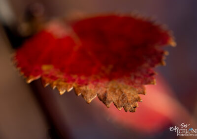 A striking red leaf attached to a branch, symbolizing the essence of fall with its vivid hue and seasonal charm.