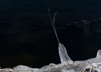 A submerged straw frozen in ice chunk, highlighting intricate details of its leaves against the tranquil water backdrop.