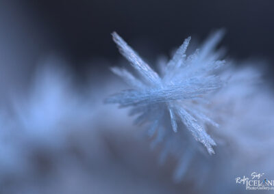 Beautiful frost needle details in a striking close-up.