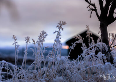 Winter landscape featuring frosty grass and trees with a barn in the background, evoking a tranquil atmosphere.