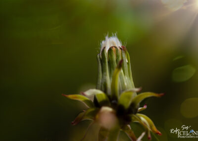 Close-up view of a flower bud, showcasing delicate petals and vibrant colors ready to bloom.