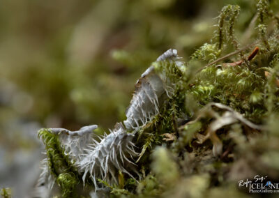 Close-up of soft green moss on the earth, emphasizing its delicate texture and vibrant hue.