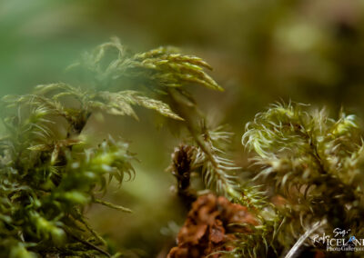 Detailed image of lush green moss on the ground, highlighting its intricate patterns and rich color.