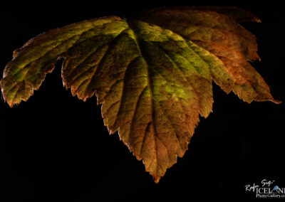 A solitary leaf illuminated against a dark background, showcasing its intricate details and vibrant color.