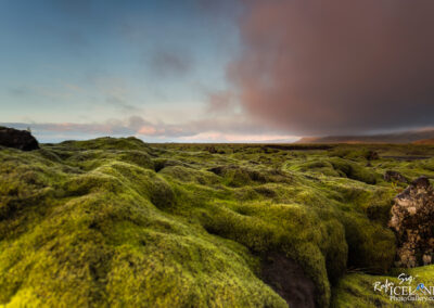 A picturesque view of mossy ground under a sunset sky, blending rich greens with soft, warm light.