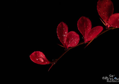 Vibrant red leaves with sparkling water droplets, contrasting sharply against a deep black backdrop.