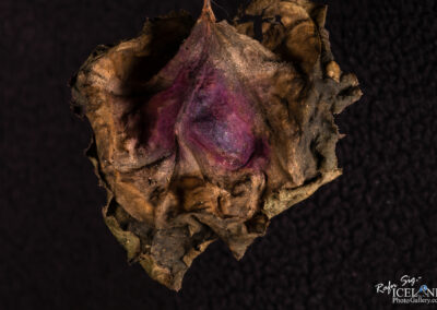 A dried rose leaf accompanied by a delicate purple flower, showcasing nature's beauty in a simple composition.