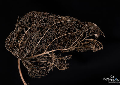 A lifeless leaf contrasted with a black background, showcasing its delicate structure and the beauty of nature's cycle.