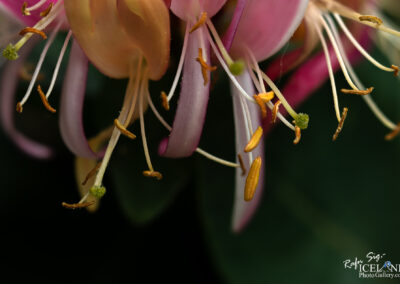 Close-up of a vibrant flower showcasing its numerous delicate petals in intricate detail.