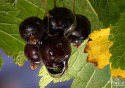 A group of black grapes dangling from a tree, emphasizing their vibrant hue and fresh, organic setting.