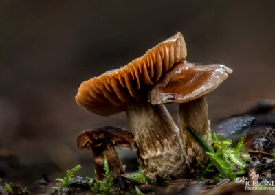 A pair of mushrooms growing on the forest ground, blending harmoniously with the surrounding foliage and soil.