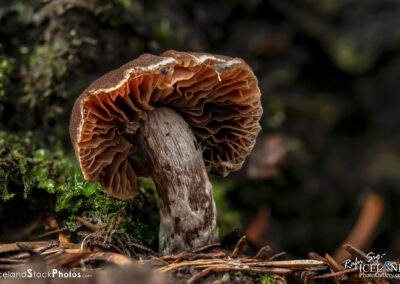 Close-up of a mushroom on the ground, emphasizing its intricate details and the surrounding soil and foliage.