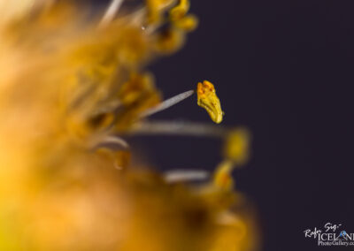 Close-up image of a yellow flower with a seed inside, emphasizing the delicate details of nature's pollinators at work.