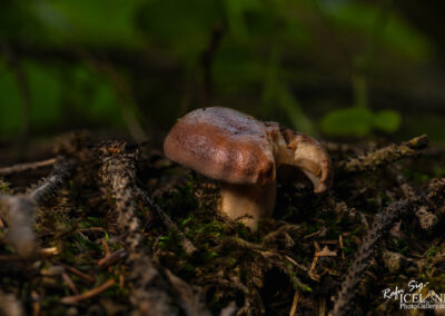 A close-up photograph of a small mushroom with a smooth, brown cap sitting on a bed of moss and twigs. The background is softly blurred, highlighting the mushroom against shades of green and brown. The ground around the mushroom is earthy, with additional small plants and greenery visible.
