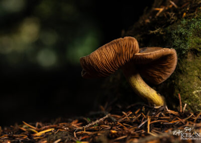 A close-up photograph of a brown mushroom growing on the forest floor amidst a background of blurred greenery. The mushroom's cap is curved and ribbed, with a stem that connects it to the mossy ground scattered with pine needles. The lighting highlights the texture of the mushroom, creating a contrast with the darker surroundings.