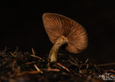 A close-up photograph of a brown mushroom growing from dark, earthy soil, surrounded by small twigs and pine needles. The mushroom features a curved, ribbed cap that is slightly open, showcasing its gills beneath. The background is blurred, emphasizing the mushroom as the focal point of the image.