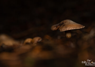 A close-up image of a small brown mushroom with a slightly curved cap and ridged edges, set against a dark, blurred background. Other smaller mushrooms are faintly visible in the lower foreground, adding to the forest floor ambiance. The lighting highlights the texture of the mushroom's surface.