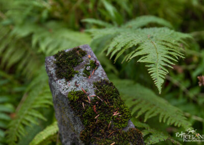 A close-up view of a stone covered with patches of green moss and small twigs, surrounded by lush green ferns. The background features a blur of various fern leaves, creating a natural, wooded ambiance.