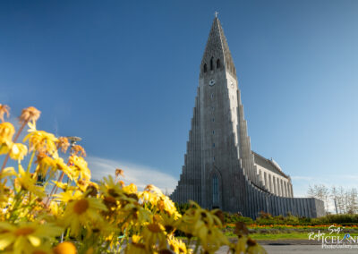 Hallgrímskirkja. A striking, modern church with a tall, pointed steeple rises against a bright blue sky. In the foreground, vibrant yellow flowers add color to the scene, while the church features a unique, textured concrete facade and large windows. The clock on the tower is visible, marking the time.