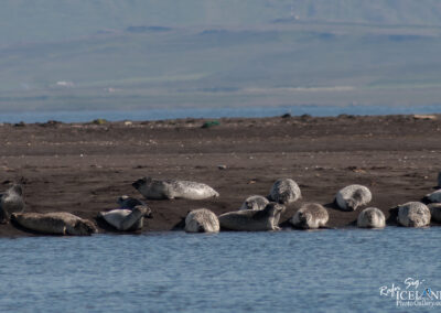 A group of seals lounging on a sandy shore near a calm body of water, with mountains visible in the background. The seals vary in color and size, some partially submerged in the water, while others are resting on the sand. The setting is tranquil, emphasizing the natural habitat of these marine animals.