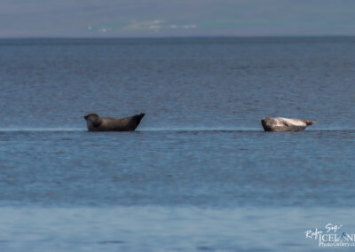Two seals are partially submerged in calm waters, facing opposite directions. The background features a soft gradient of blues and greens, with a distant shoreline that appears blurred. The seals have a smooth, wet appearance, reflecting the sunlight. One seal is darker, while the other has a lighter, mottled coloration.