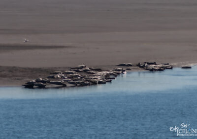 A group of seals is resting on a sandbank near a body of water. The scene features a calm blue water surface reflecting the surroundings, with a sandy and slightly textured shoreline in the background. A few birds can be seen flying in the distance, adding to the serene coastal environment.