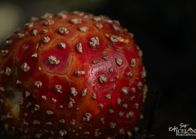 A close-up image of a vibrant red mushroom with a uniquely textured surface, featuring small, light-colored warts and grooves. The background is blurred, emphasizing the mushroom's striking details and colors.