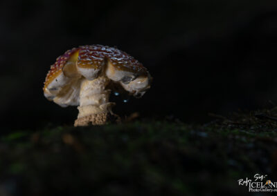 A close-up view of a mushroom with a vibrant, reddish-brown cap featuring yellow and white spots, surrounded by a dark, blurred background. The mushroom is slightly moist, with droplets of water visible on its surface. Its thick, creamy stem emerges from a patch of green moss, emphasizing the natural setting.